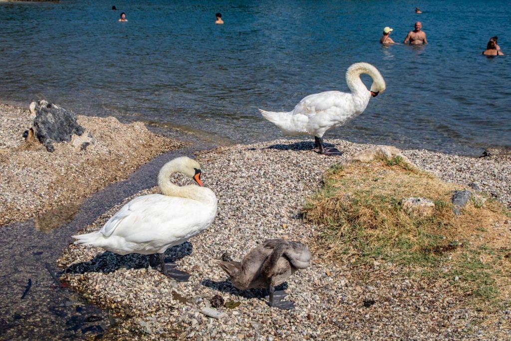 Swans at Gouvia Beach Swans at Gouvia Beach