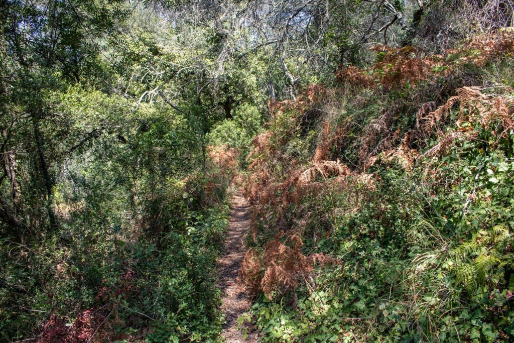 Trail to the waterfall Trail to the waterfall