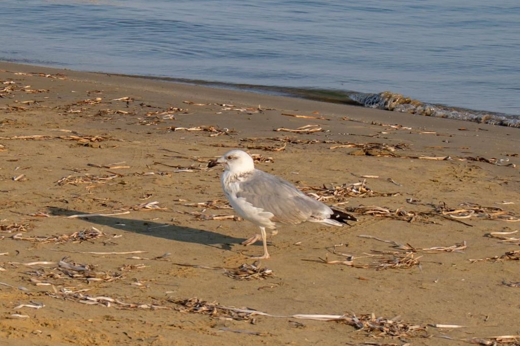 Sidari Beach Sidari Beach