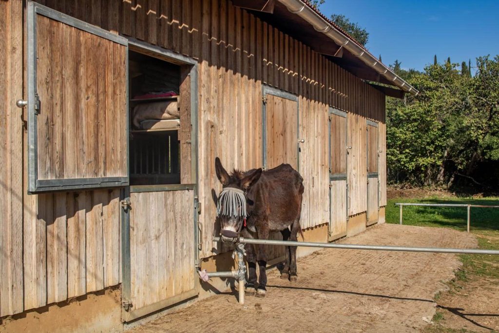 Corfu Donkey Rescue Corfu Donkey Rescue
