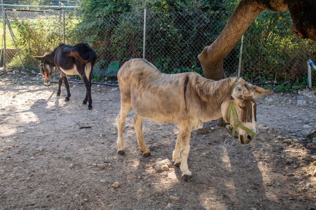 Corfu Donkey Rescue Corfu Donkey Rescue