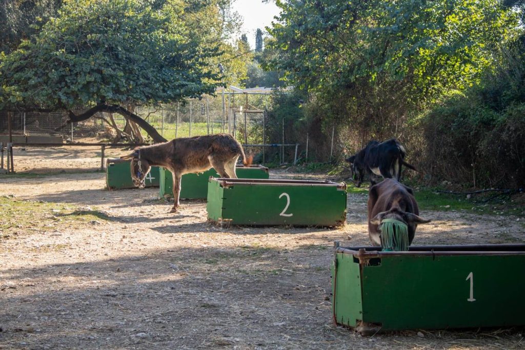 Corfu Donkey Rescue Corfu Donkey Rescue