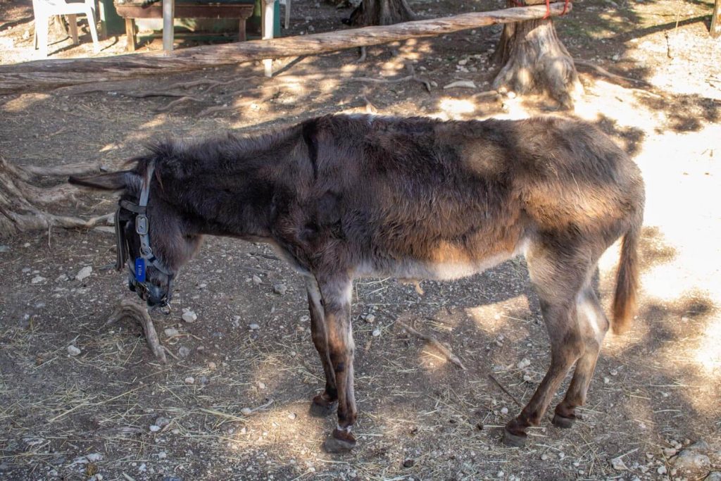 Corfu Donkey Rescue Corfu Donkey Rescue