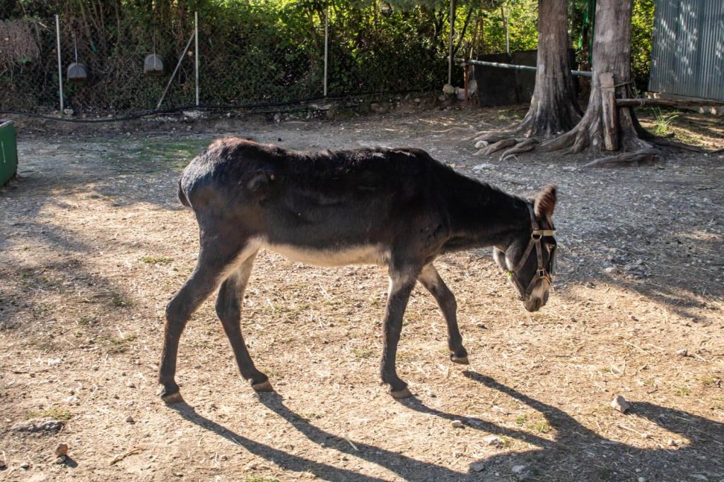 Corfu Donkey Rescue Corfu Donkey Rescue