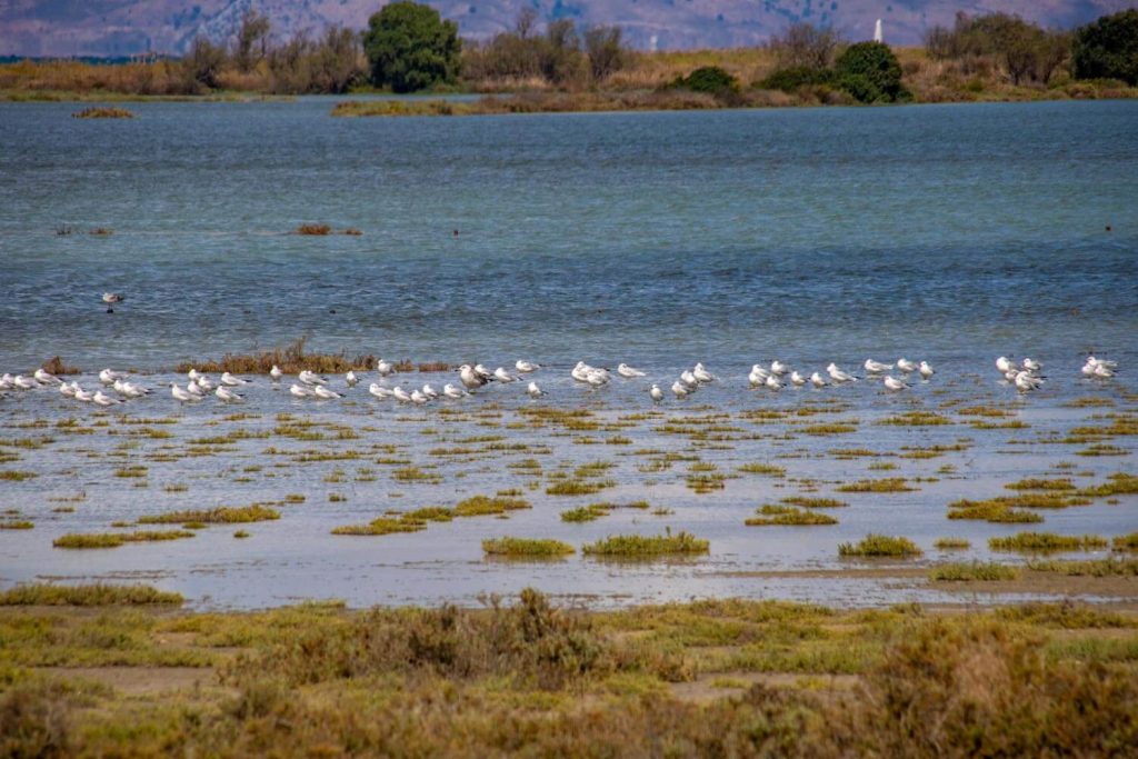 lefkimmi salt flats corfu 24 1024x683