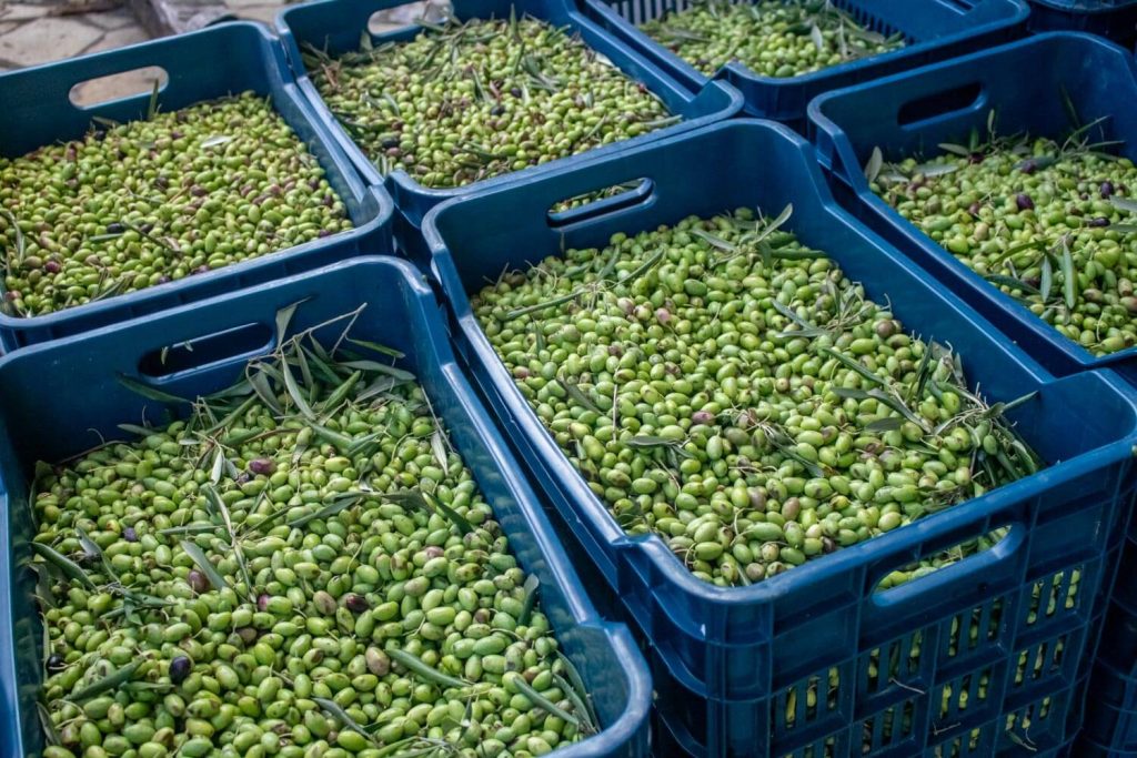 Freshly harvested olives Freshly harvested olives