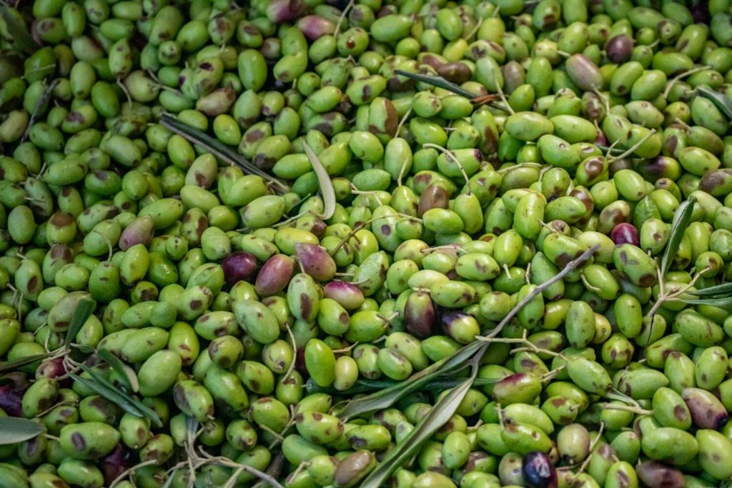 Freshly harvested olives Freshly harvested olives