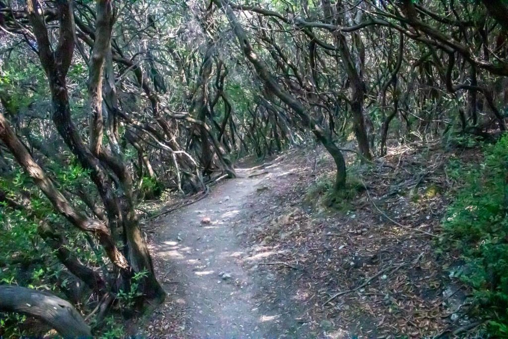 Path through the forest of Erimitis