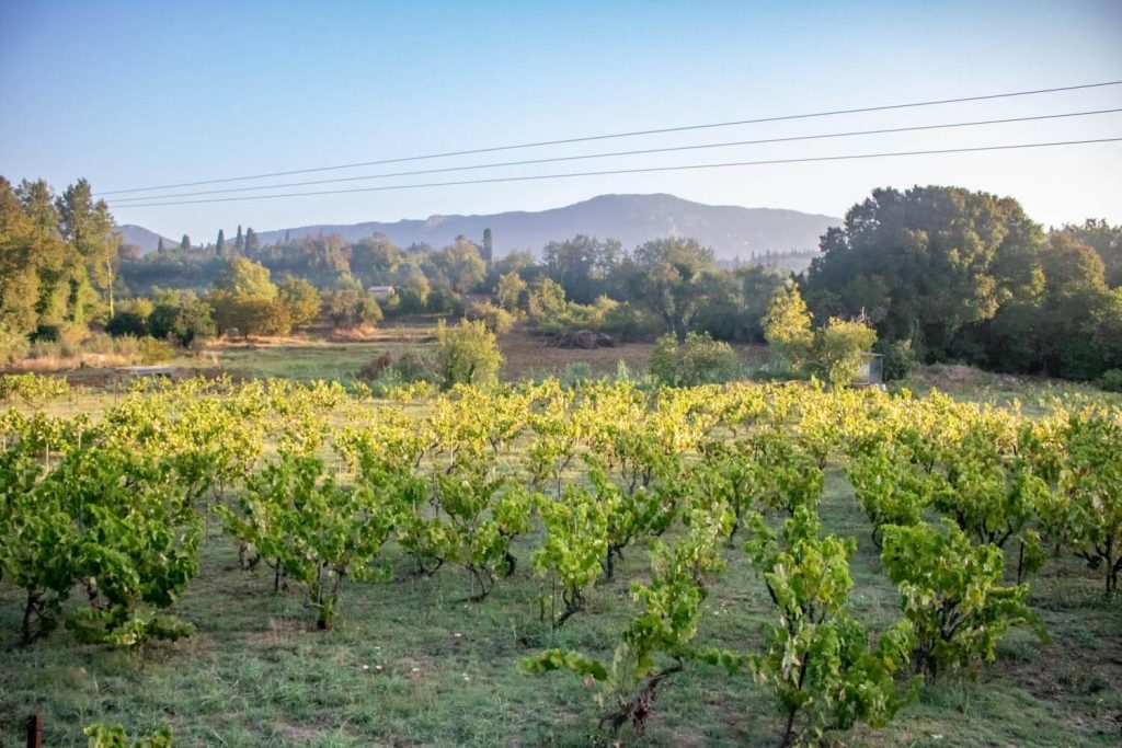 goulis winery corfu 2 1024x683