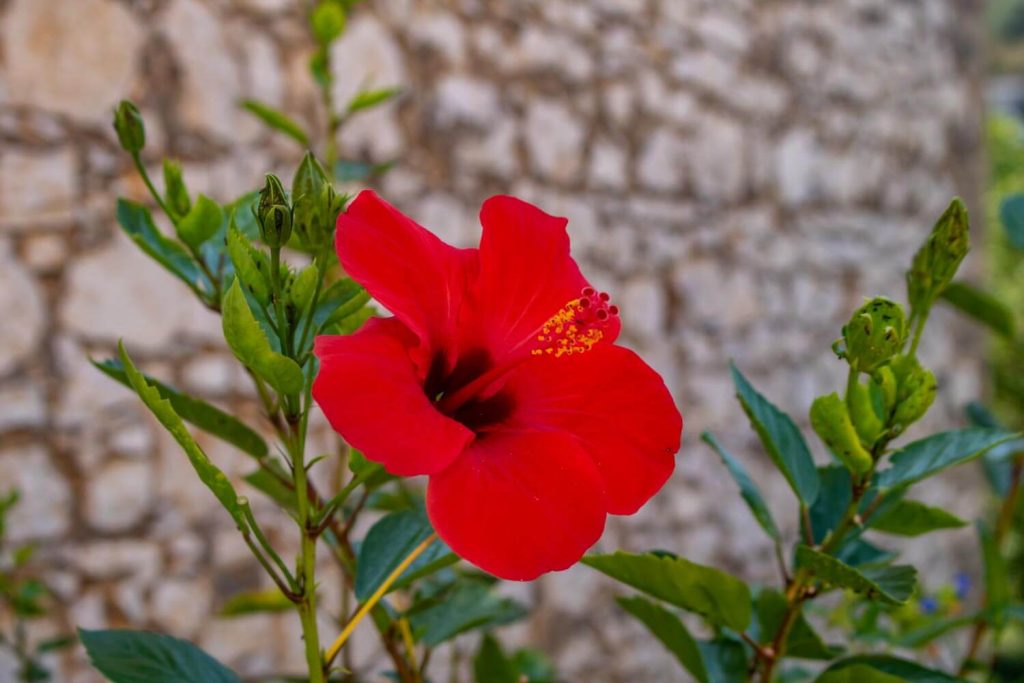 nymfes corfu 3 1024x683