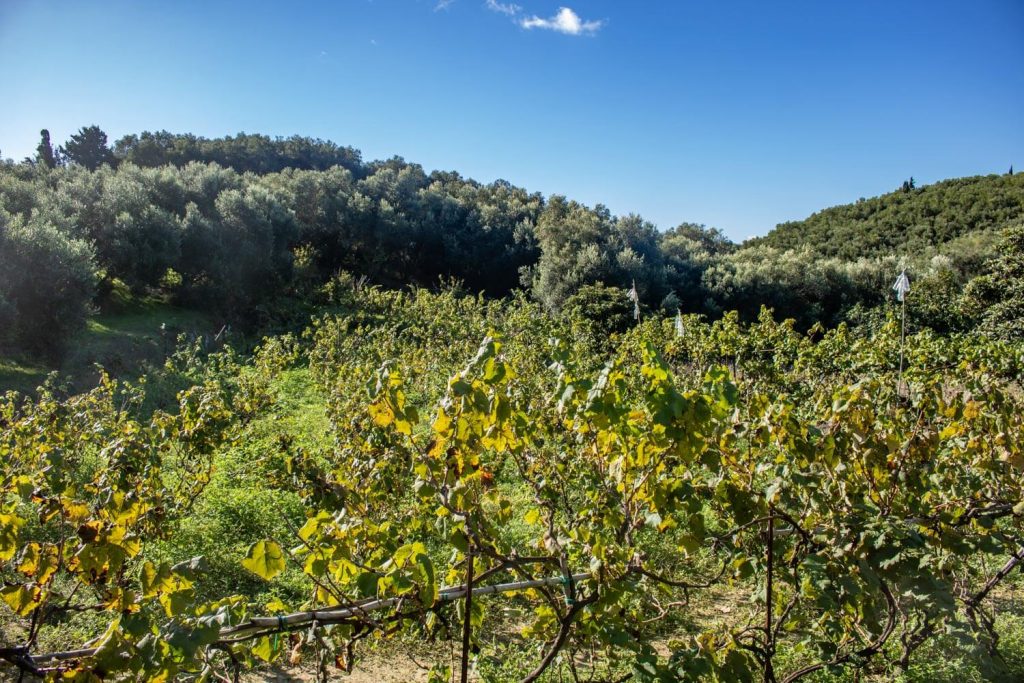 vitalades corfu 13 1024x683